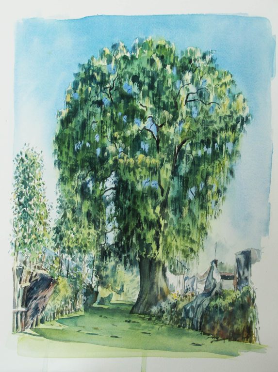 AHUEHUETE, XOCHIMILCO